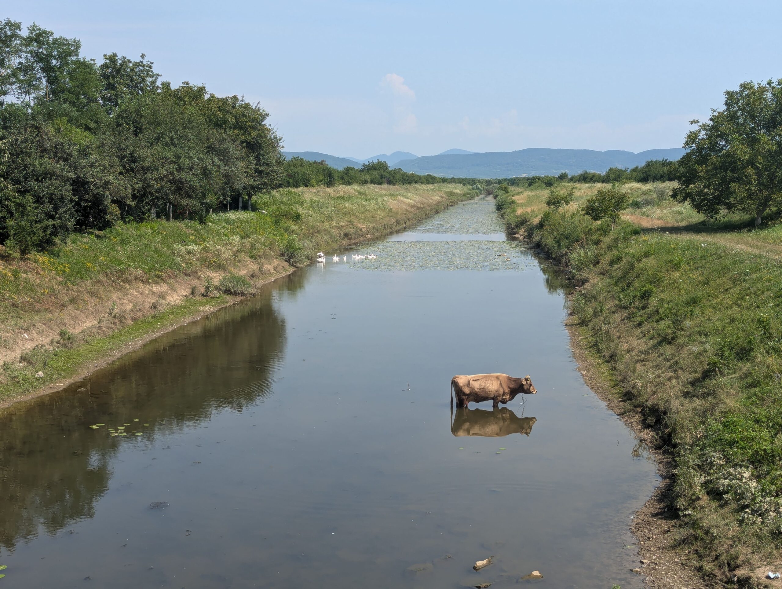 корова стоїть у мілкій річці